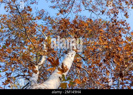 Autumn forest background. Vibrant color tree, red orange foliage in fall park. Nature change Yellow leaves in october season Sun up in blue heart shap Stock Photo