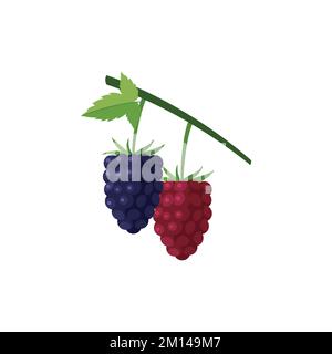Boysenberries Flat design clip art vector illustration isolated on a white background Stock Vector
