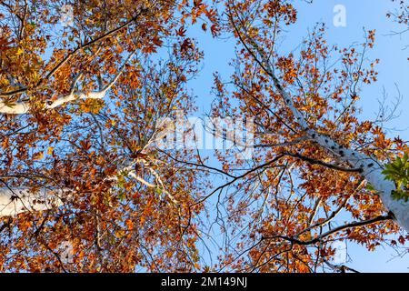 looking up to the sun speckled fall trees Stock Photo