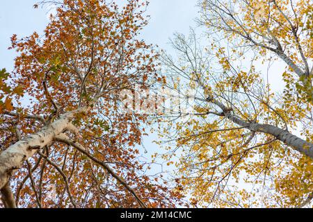 looking up to the trees from below in the autumn season Stock Photo