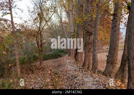 A narrow walking path in the forest in autumn season with leaves fallen from the trees Stock Photo