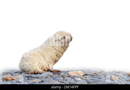 rare, light-coloured, pale blond, exposed, Antarctic fur seal baby (Arctocephalus gazella) on South Georgia, home to over 95% of the world's Antarctic Stock Photo