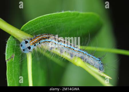 Lackey moth caterpillar, larva (Malacosoma neustria) on the leaves of pear trees in the orchard. Stock Photo