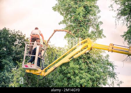 Two arborist men in the air, cloudy sky, on yellow elevator, basket with controls, cutting off dead cherry tree, with chain saw in the hands. Concept Stock Photo