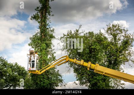 Two arborist men in the air, cloudy sky, on yellow elevator, basket with controls, cutting off dead cherry tree, with chain saw in the hands. Concept Stock Photo
