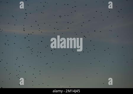 Exposed blue sky full of birds flying overhead. Background, chaos, black and white, flight, Stock Photo