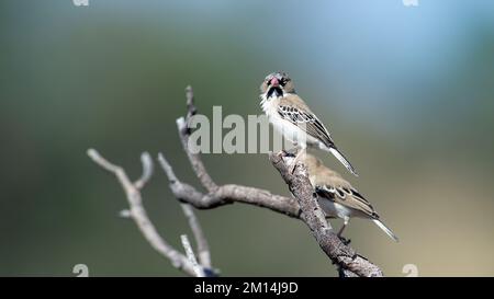 Scaly-feathered Finch (Sporopipes squamifrons) Kgalagadi Transfrontier Park, South Africa Stock Photo