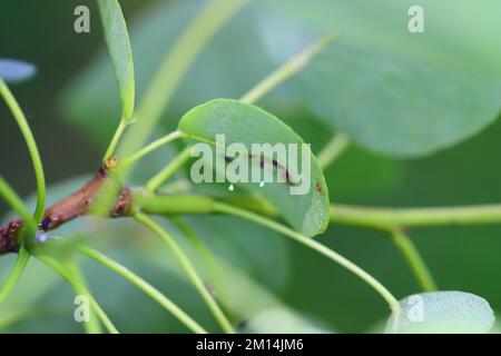 Green lacewing, Chrysopa perla eggs on a leaf placed on a long and thin stand. Stock Photo