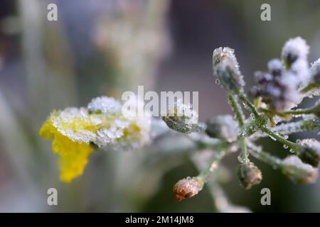 Flowers of the crop, winter rapeseed after frost. Crystals of louis on the flowers. Stock Photo