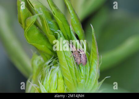 A pea leaf weevil (Sitona lineatus). male and female during a meeting. It is a pest of broad beans, field beans and other legumes. Stock Photo