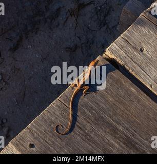 Brown Anole, gecko on side of boardwalk Stock Photo