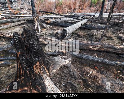 The burnt forest above Hrensko town. The burnt out hollow of  tree trunk lying on burnt needles in death forest Stock Photo