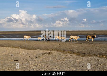 beautiful bakkali west bengal india Stock Photo