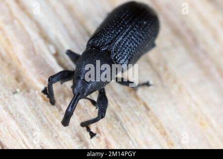 Magdalis common black weevil. Beetle on wood. Stock Photo