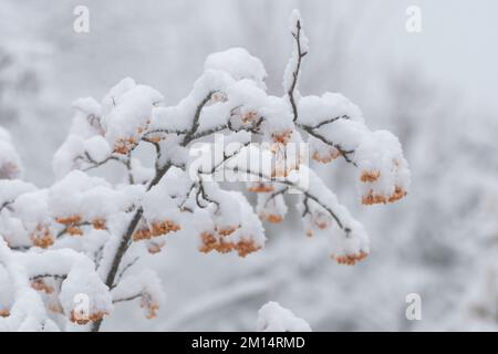 yellow winter berries on rowan tree covered in snow Lancashire United Kingdom UK. Stock Photo