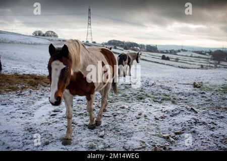 West Yorkshire, UK. 10th Dec, 2022. UK Weather. Horses in the snow near Northowram, Halifax, West Yorkshire after an overnight snow fall with temperatures staying below freezing across the UK. Credit: Windmill Images/Alamy Live News Stock Photo