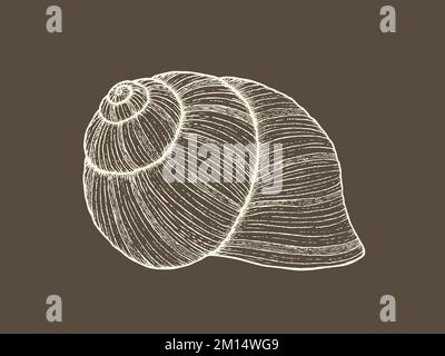 Realistic grapevine snail shell isolated. Detailed illustration. Hand drawn vector Stock Vector