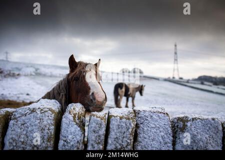 West Yorkshire, UK. 10th Dec, 2022. UK Weather. Horses in the snow near Northowram, Halifax, West Yorkshire after an overnight snow fall with temperatures staying below freezing across the UK. Credit: Windmill Images/Alamy Live News Stock Photo