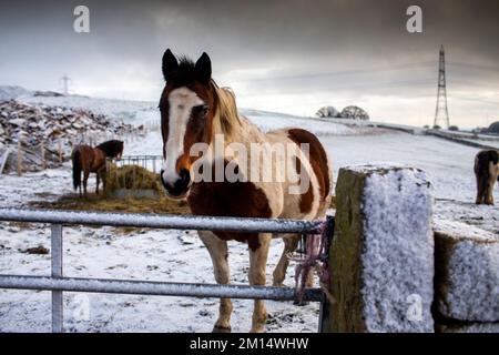 West Yorkshire, UK. 10th Dec, 2022. UK Weather. Horses in the snow near Northowram, Halifax, West Yorkshire after an overnight snow fall with temperatures staying below freezing across the UK. Credit: Windmill Images/Alamy Live News Stock Photo
