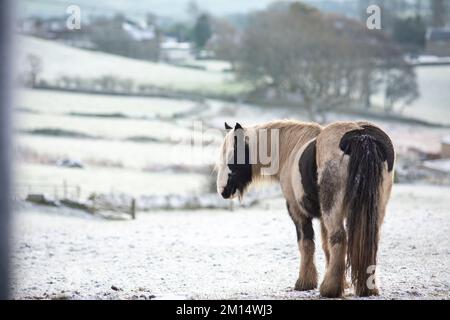 West Yorkshire, UK. 10th Dec, 2022. UK Weather. Horses in the snow near Northowram, Halifax, West Yorkshire after an overnight snow fall with temperatures staying below freezing across the UK. Credit: Windmill Images/Alamy Live News Stock Photo