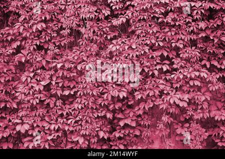 Green ivy grows along the beige wall of painted tiles. Texture of dense thickets of wild ivy Image toned in Viva Magenta, color of the 2023 year Stock Photo