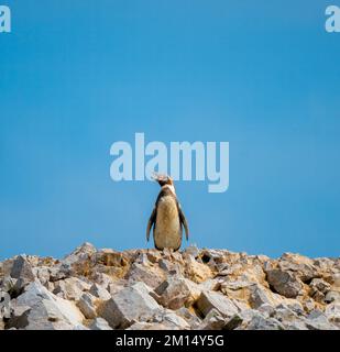 A single Humboldt Penguin (Spheniscus humboldti) standing against a blue sky in Ballestas Islands Peru Stock Photo