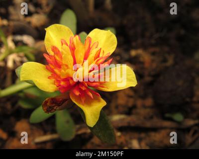 A closeup of a Common Purslane growing in a field under the sunlight with a blurry background Stock Photo