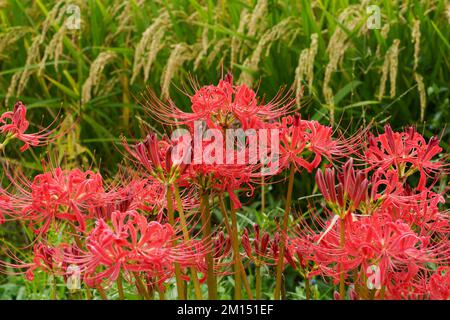 Red spider lily (Lycoris radiata) in front of rice field, Isehara City, Kanagawa Prefecture, Japan Stock Photo