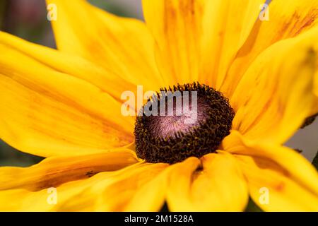 Rudbeckia Hirta, Sunbeckia Mia, Black Eyed Susan flower closeup Stock Photo