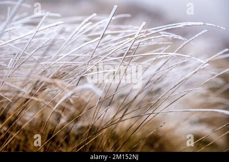 Frozen moorland grass on Kinder Scout,  Peak District National Park,UK Stock Photo