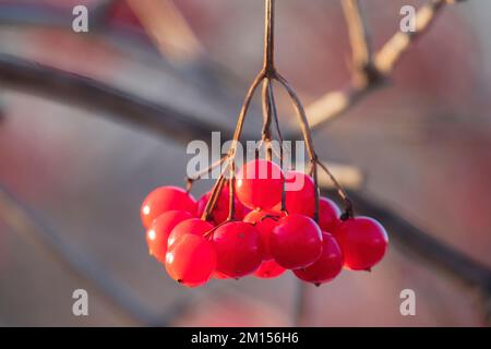 Ripe red viburnum berries on the tree Stock Photo