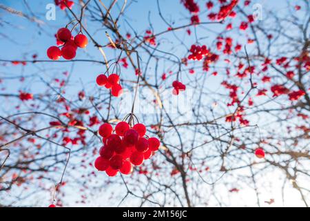 Lots of ripe red viburnum berries on the tree against the blue sky Stock Photo