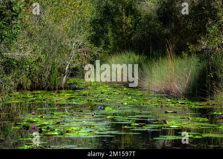 Colorful water lilies bloom in a pond with lush green foliage in the background. Stock Photo