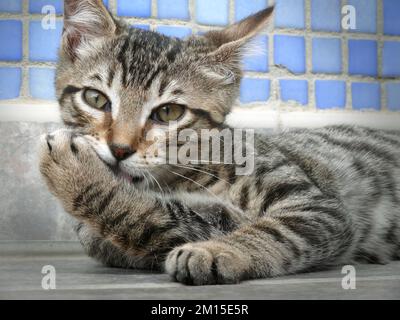 Young little male cat, black tappy licking his paw. Stock Photo