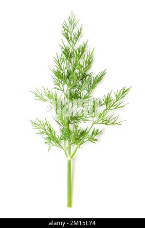 Dill plant stem with leaves. Fresh, green fern-like dill fronds, also called dill weed or dillweed, Anethum graveolens, a culinary herb. Stock Photo