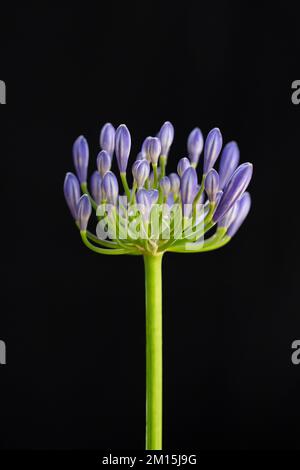 The knospigen inflorescence of African Lily against black background.