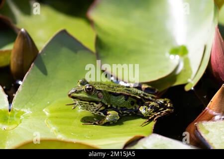 A green pond frog sits on a lily pad and basks in the garden pond. Stock Photo