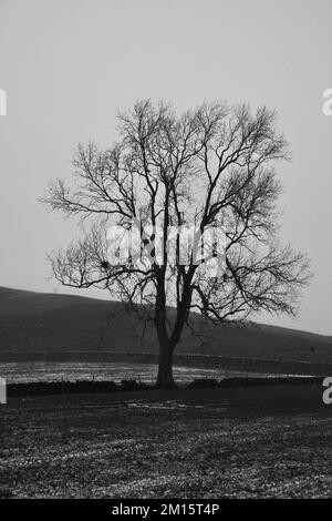 A solitary tree on the West Pennine Moors, Lancashire, United Kingdom, Europe Stock Photo