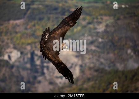 From above predatory golden eagle flying over majestic mountainous valley near clouds with spread wings in Pyrenees Stock Photo
