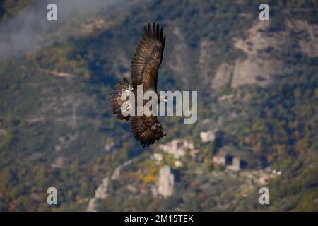 From above predatory golden eagle flying over majestic mountainous valley near clouds with spread wings in Pyrenees Stock Photo