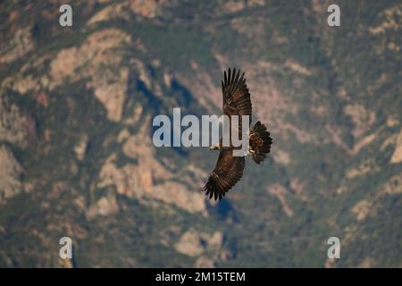 From above predatory golden eagle flying over majestic mountainous valley near clouds with spread wings in Pyrenees Stock Photo