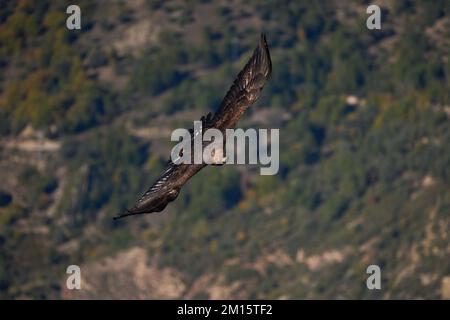 From above predatory golden eagle flying over majestic mountainous valley near clouds with spread wings in Pyrenees Stock Photo