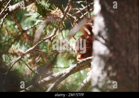 Squirrel with brown fur sitting on tree trunk in garden in daylight Stock Photo