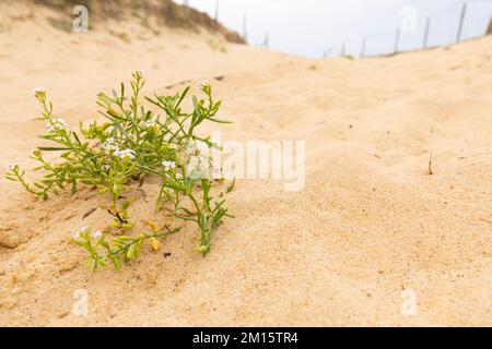 Côte Sauvage, Charente-Maritime, France, Europe. Stock Photo