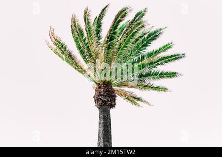 From below view of tall palm trees with green lush leaves and black trunk growing under cloudless sky in Lanzarote Stock Photo