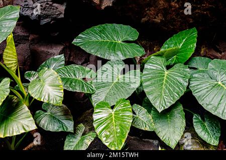 Wet green lush leaves of alocasia plant growing among rough rocks in Lanzarote on sunny day Stock Photo