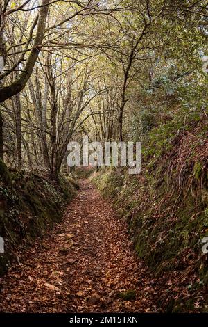 Empty pathway with dry fallen leaves on ground between leafless trees in Spanish woods Stock Photo