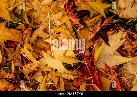 Full frame background of fallen multicolored yellow and red maple leaves on ground Stock Photo
