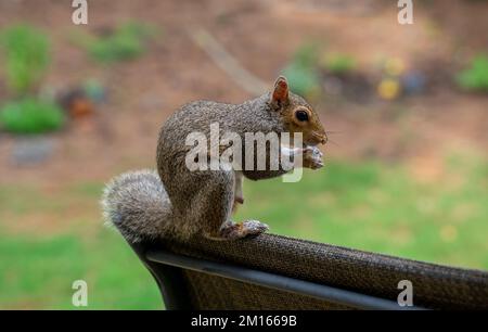 In a backyard, a squirrel with round eyes is hanging out. Looking for human attention. It keeps moving around playfully. Noone can touch the squirrel Stock Photo