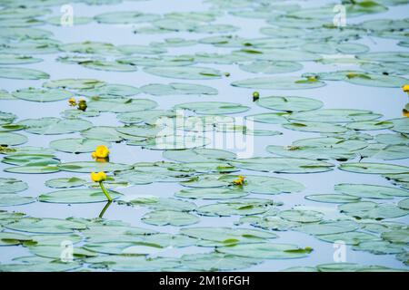 Nuphar lutea, the yellow water-lily, brandy-bottle, or spadderdock, is an aquatic plant of the family Nymphaeaceae. Stock Photo